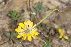 Securigera securidaca