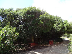 Sideroxylon inerme inerme