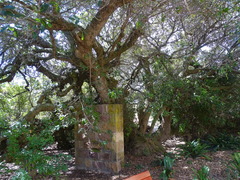 Sideroxylon inerme inerme