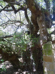 Sideroxylon inerme inerme