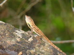 Anolis lineatus