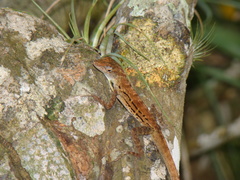 Anolis lineatus