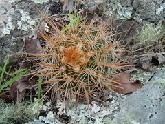 Melocactus macracanthos