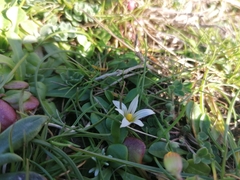 Romulea columnae columnae