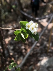 Spiraea prunifolia pseudoprunifolia