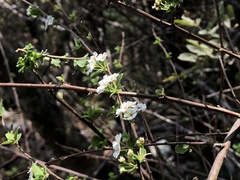 Spiraea prunifolia pseudoprunifolia