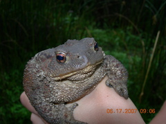 Bufo verrucosissimus