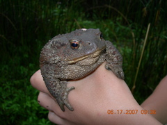 Bufo verrucosissimus