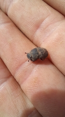 Epirinus flagellatus