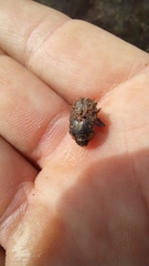 Epirinus flagellatus