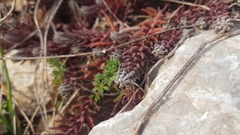 Petrosedum ochroleucum