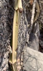 Cissus quadrangularis