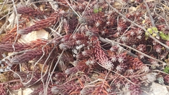 Petrosedum ochroleucum