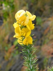 Aspalathus hirta hirta