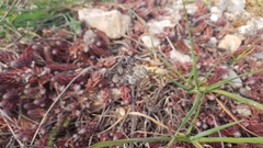 Petrosedum ochroleucum