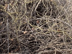 Cissus quadrangularis