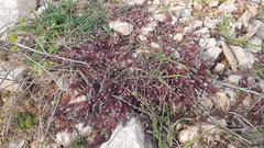 Petrosedum ochroleucum