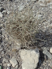 Plocama aucheri