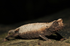 Brookesia brygooi