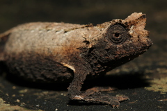 Brookesia brygooi