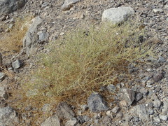 Zygophyllum indicum