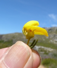 Cyclopia genistoides