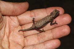 Brookesia brygooi