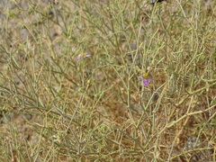 Zygophyllum indicum