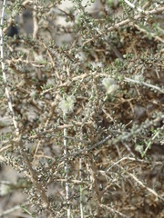 Plocama aucheri