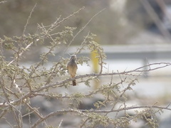 Emberiza striolata