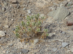 Rhazya stricta