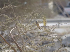 Emberiza striolata