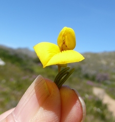 Cyclopia genistoides