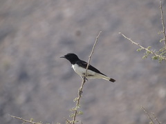 Oenanthe albonigra