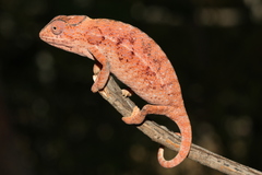 Furcifer