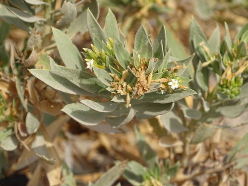 Image of Rhazya stricta by (c) Jacky Judas, some rights reserved (CC BY)