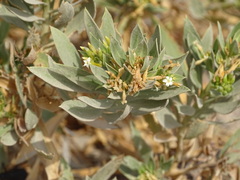 Rhazya stricta