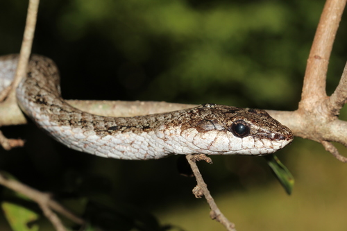 Photo of a Southwestern Night Snake (Ithycyphus oursi)