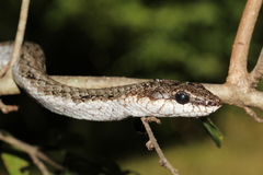 Southwestern Night Snake photo 1