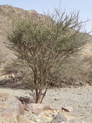 Vachellia tortilis