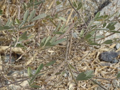 Tephrosia apollinea