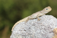 Oplurus cyclurus