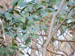 Mycosphaerella colorata