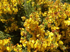 Cyclopia genistoides