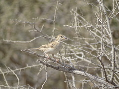 Passer domesticus