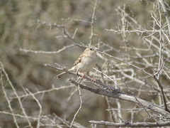 Passer domesticus