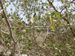 Ziziphus spina-christi