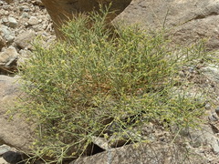 Ochradenus aucheri