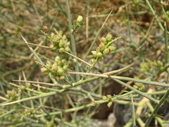 Ochradenus aucheri