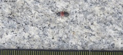 Dermestes vorax